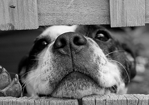 Hund guckt durch einen Zaun