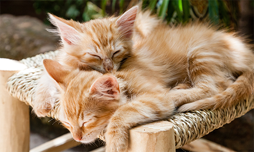2 Katzenwelpen