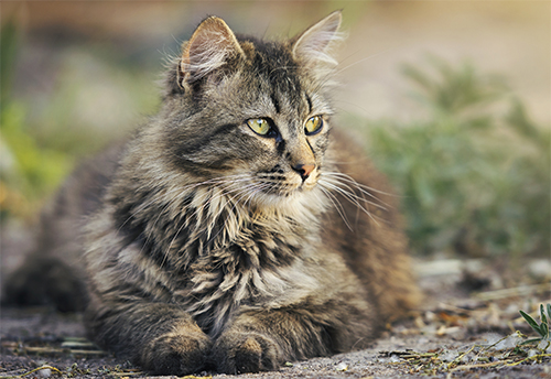 ältere Katze