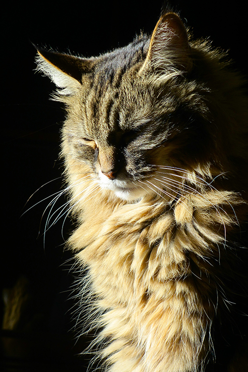 katze sitzt in der Sonne