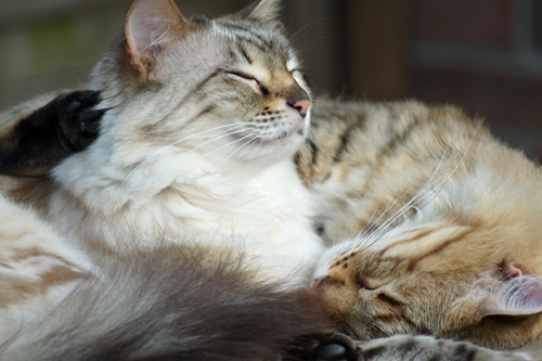 zwei Bengalkatzen