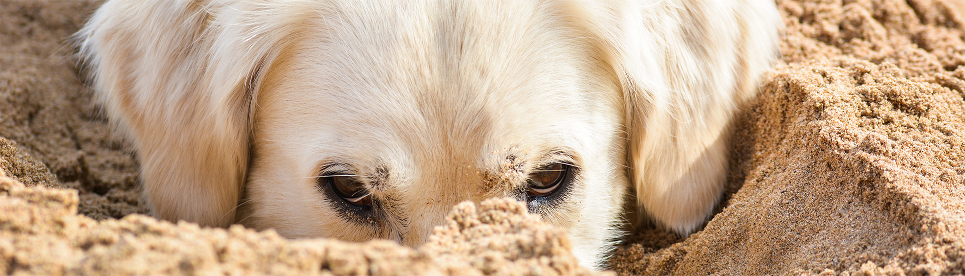 Hundeschnauze im Sand