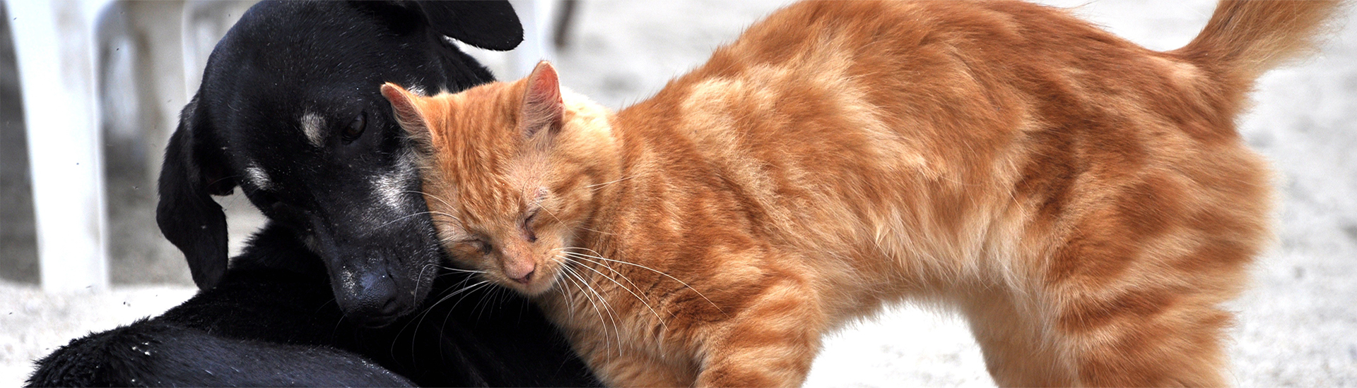 rote Katze und Hund