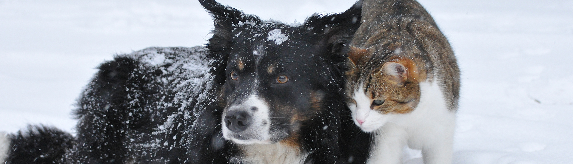 Katze mit Chihuahua