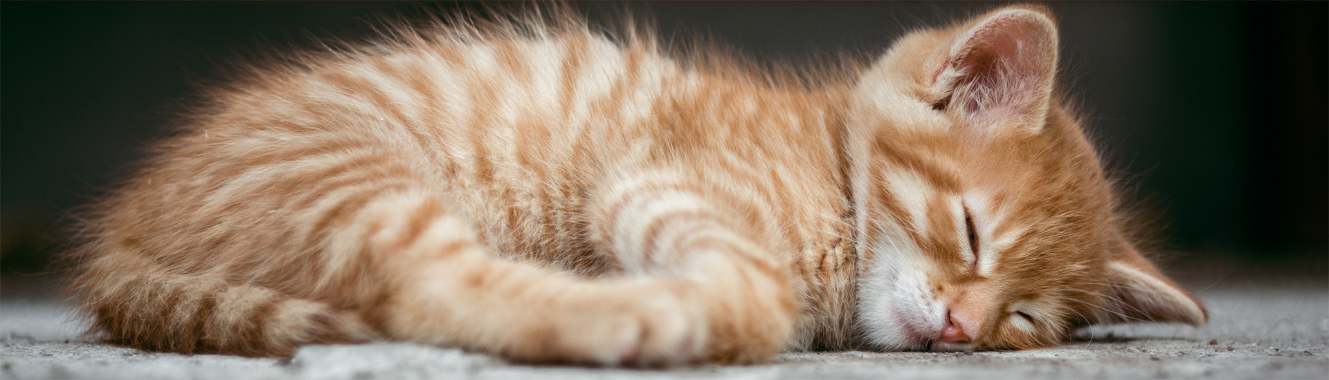 schlafendes Kitten