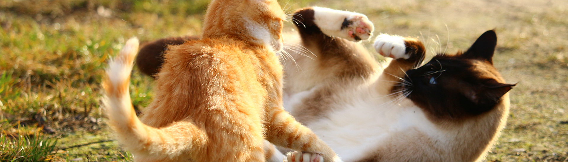 rote Katze und Hund