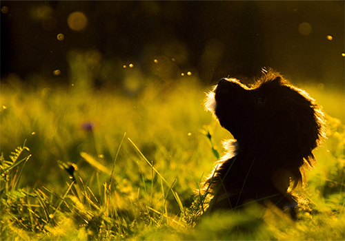 silhouette eines Hundes im Gegenlicht