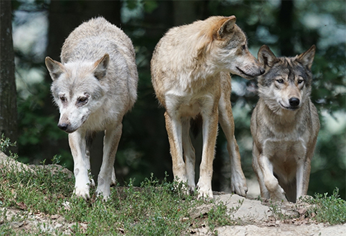 wolfsrudel